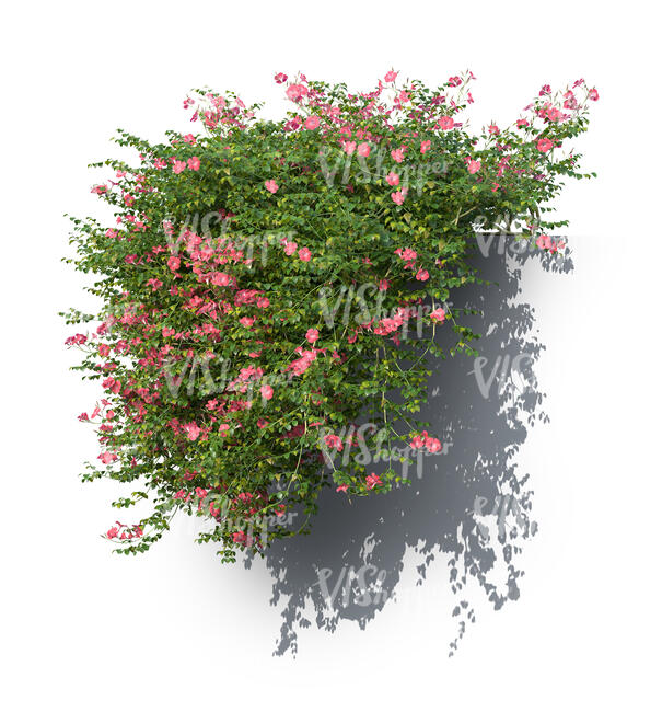 rendering of a hanging trumpet vine with pink blossoms
