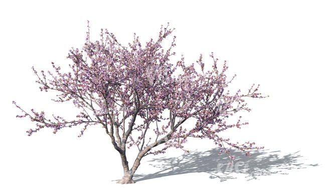 rendering of a blooming flowering almond tree