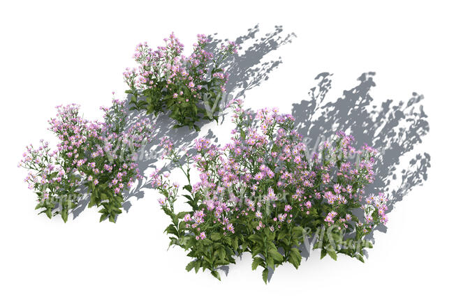 rendering of a group of blooming tatarian asters seen from above