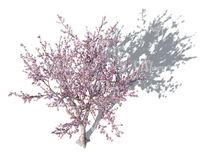 rendered top view of prunus triloba