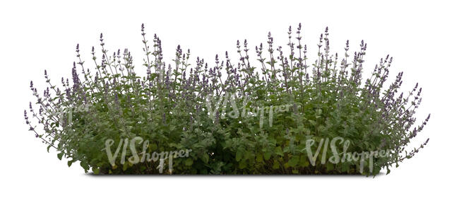 blooming catnip