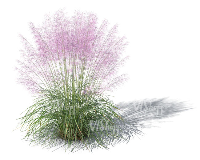 rendereing of a blooming purple muhly grass