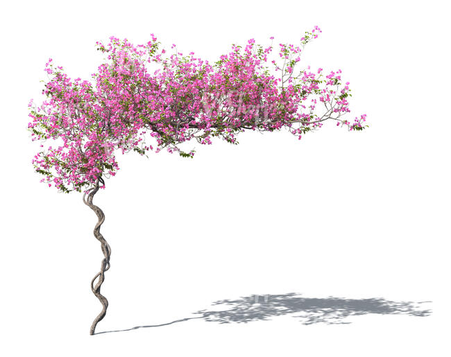 rendering of a blooming vine Bougainvillea