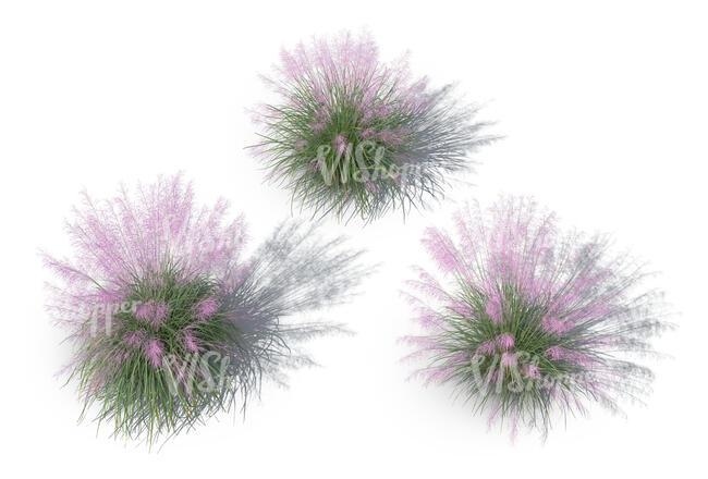 top view of a group of rendered muhly grass bushes