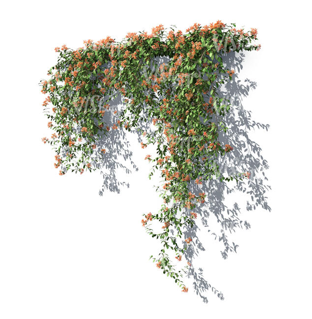 rendering of a honeysuckle mandarin vine