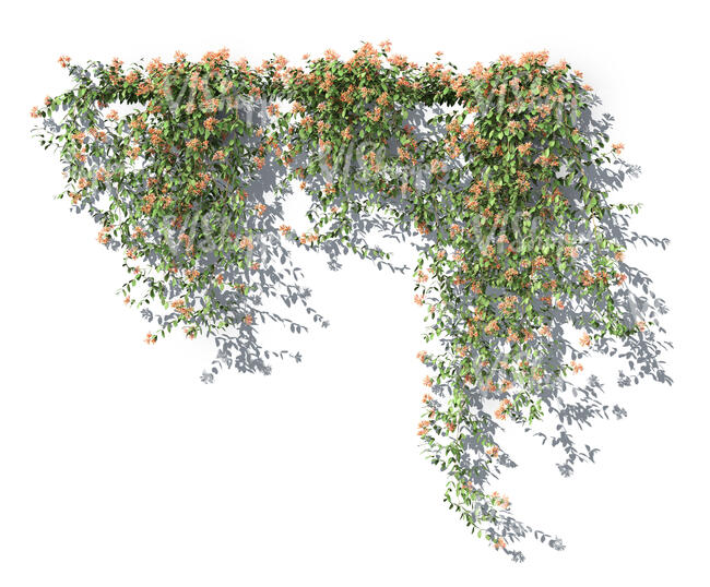 rendering of a blooming honeysuckle vine
