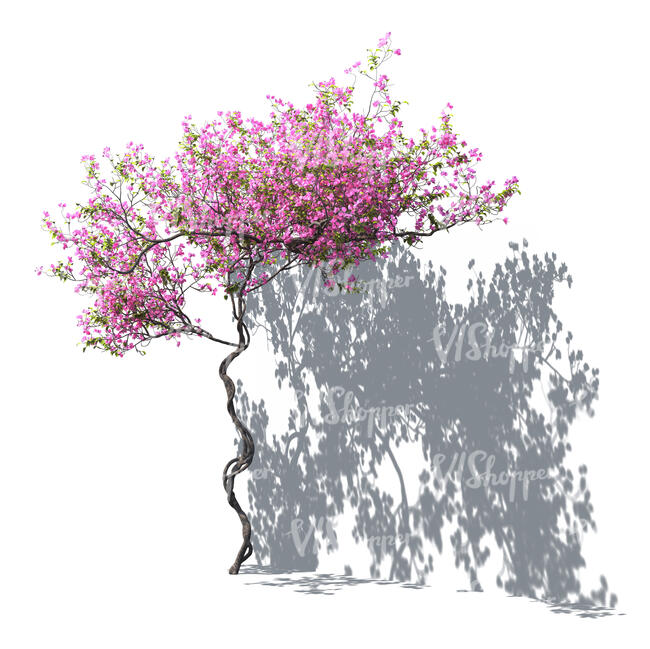 rendering of a blooming pink bougainvillea