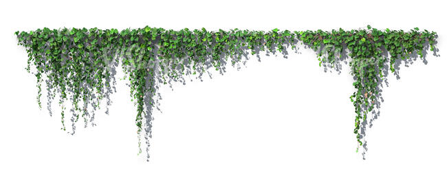 classic rendered hanging vine