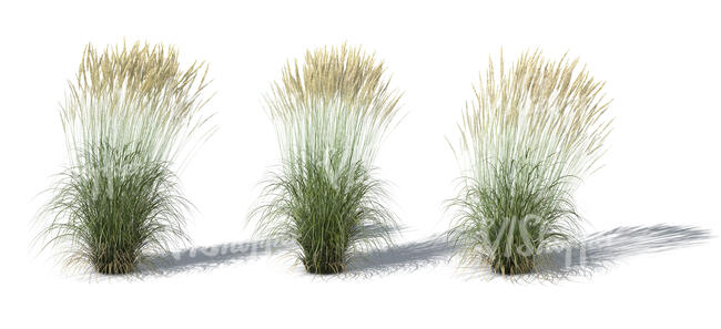 rendering of a group of ornamental grasses
