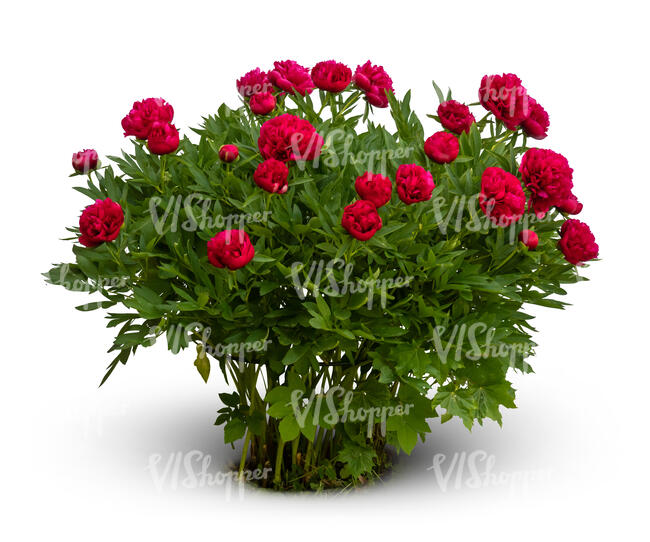 blooming peony with red blossoms