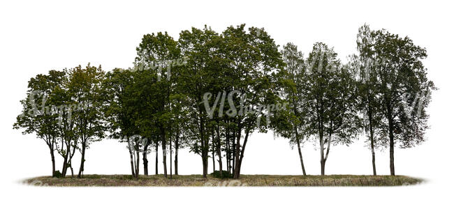 group of trees in ambient light