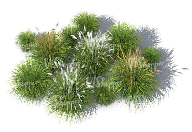 group of rendered ornamental grasses seen from above
