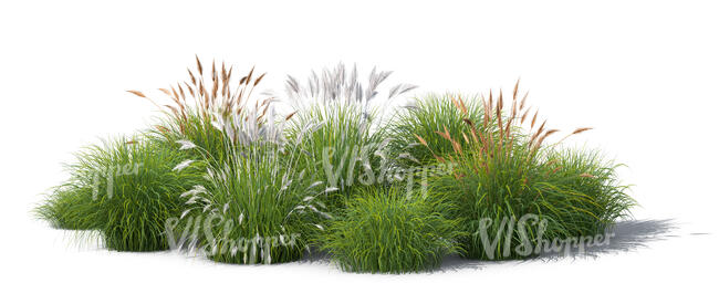 rendered image of a group of ornamental grasses