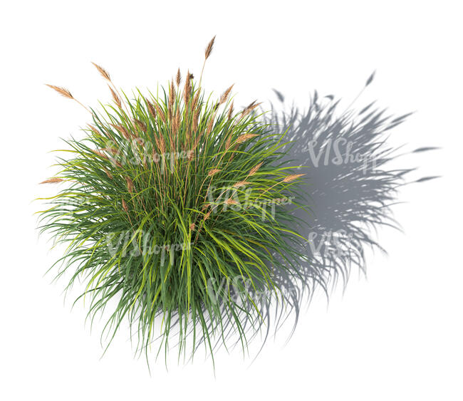 rendered top view image of a blooming grass