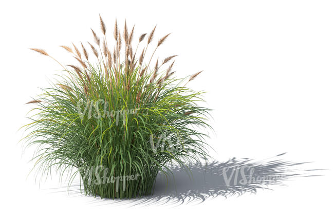 rendering of an ornamental grass in sunlight