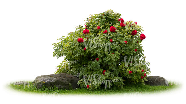 blooming rose bush with stones and grass