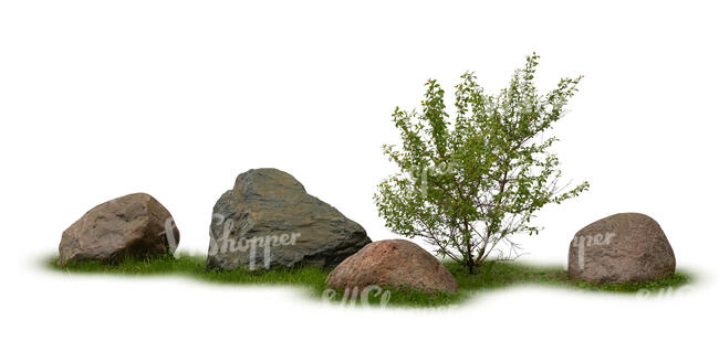 small bush in composition with stones