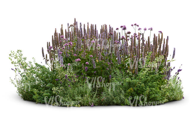 fowerbed with different flowers and plants