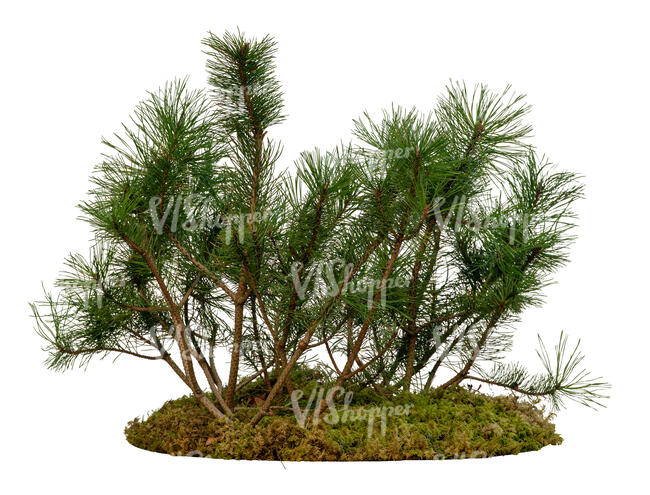 small mountain pine