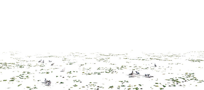 rendered ground with fallen leaves and pigeons