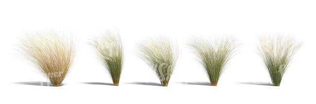 cut out rendering of a row of ornamental grass bushes