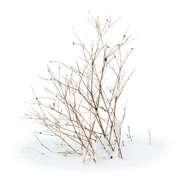 cut out leafless small bush in winter in snow