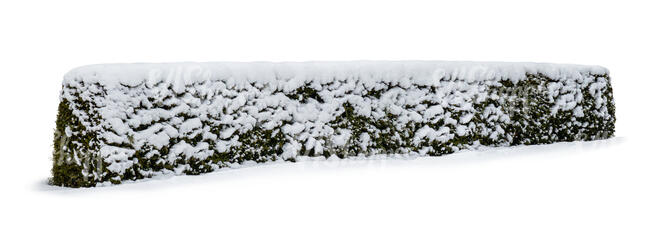 cut out hedge covered with snow