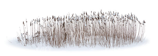 cut out bed of ornamental grass in winter with snow