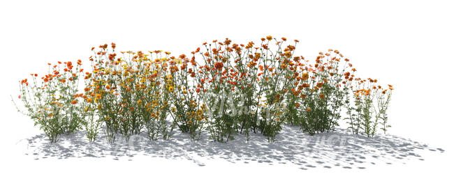 cut out rendered images of backlit blooming flowers