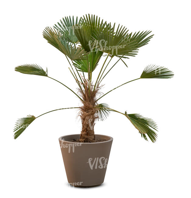 cut out small palm tree in a flower pot