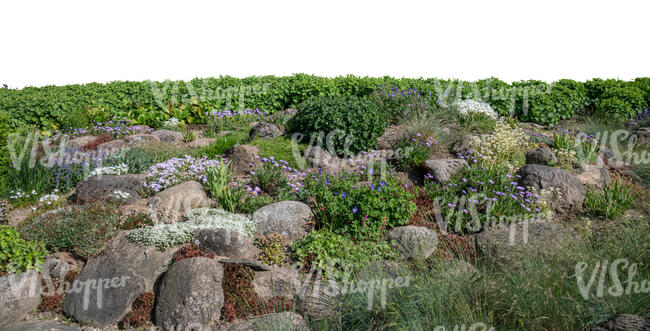 cut out foreground rockery with blooming plants