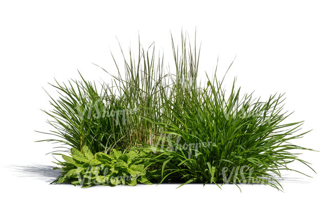 cut out group of green plants