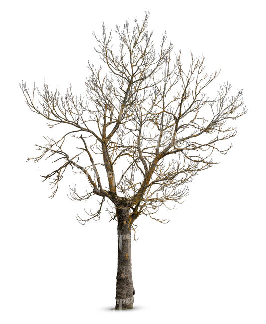 cut out leafless classical tree