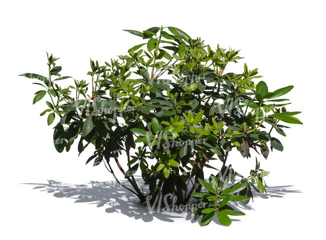 small green plant in sunlight