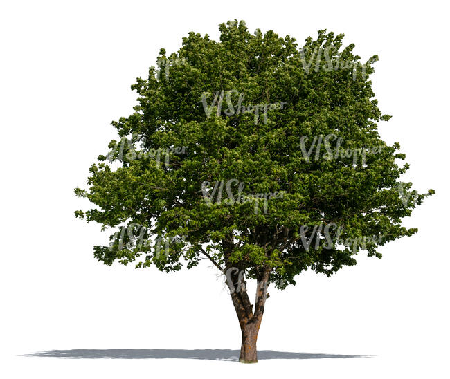 maple tree with thick foliage in sunlight