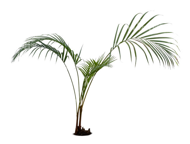 cut out small palm tree