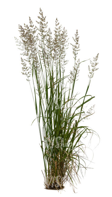 cut out blooming ornamental grass