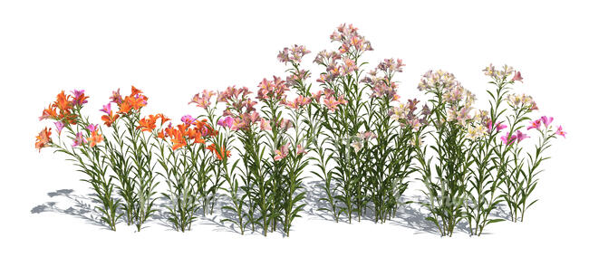 rendered image of a group of blooming lilies