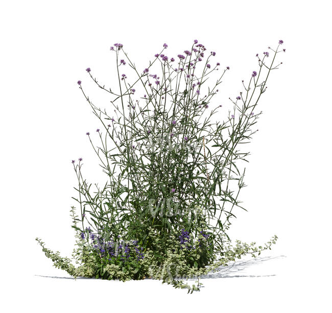 cut out blooming Argentinian vervain