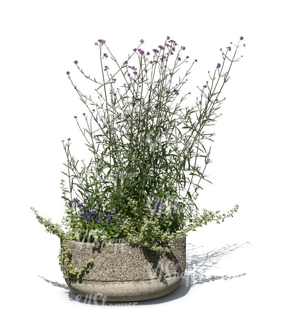 cut out blooming purple vervain in a pot