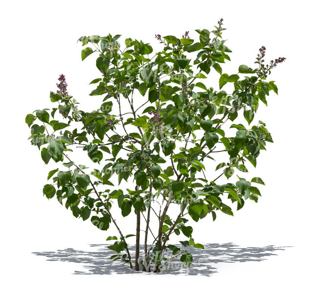 cut out young lilac bush in spring