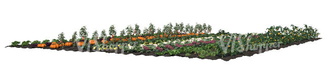 rendered cut out image of a vegetable field