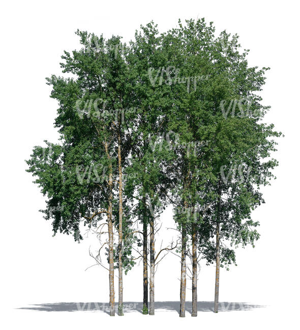 cut out group of aspen trees