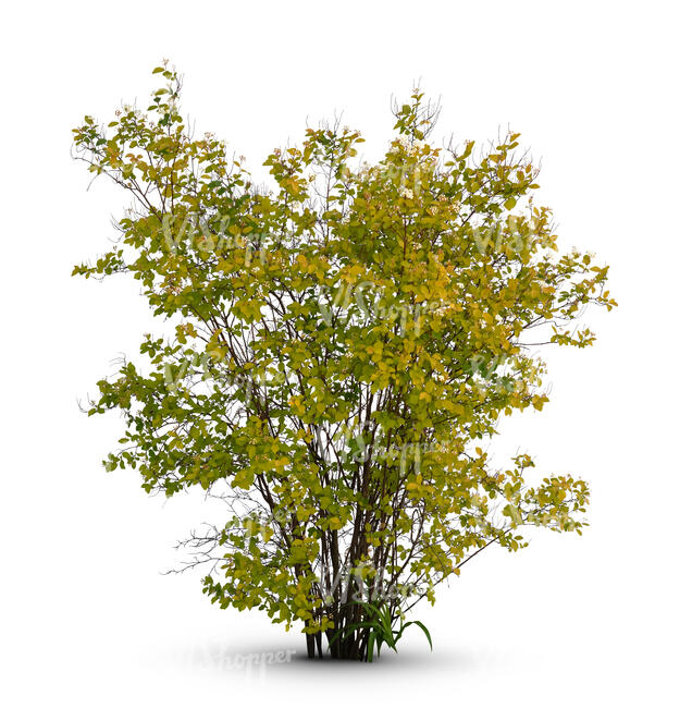 bush with small white blossoms