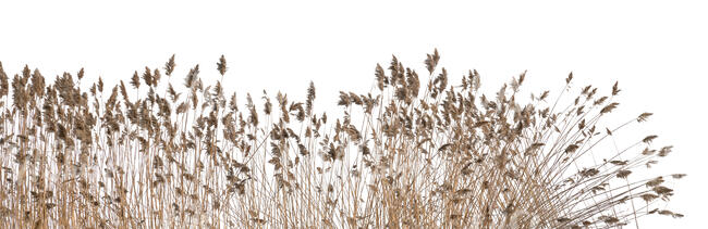 cut out bulrush in winter