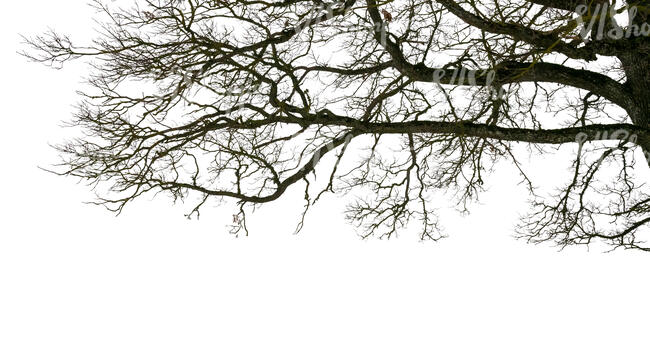 cut out bare leafless tree branch