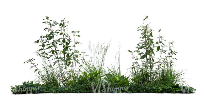 cut out group of different green plants