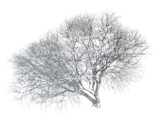 rendering of a tree in winter seen from above 