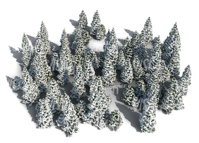 cut out group of rendered spruce trees in winter