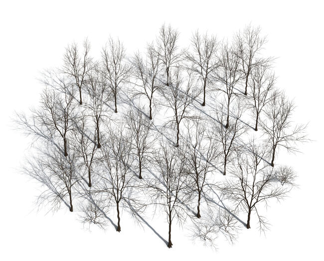 group of rendered bare trees seen from above